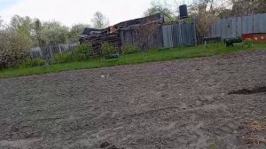 Утро в огороде