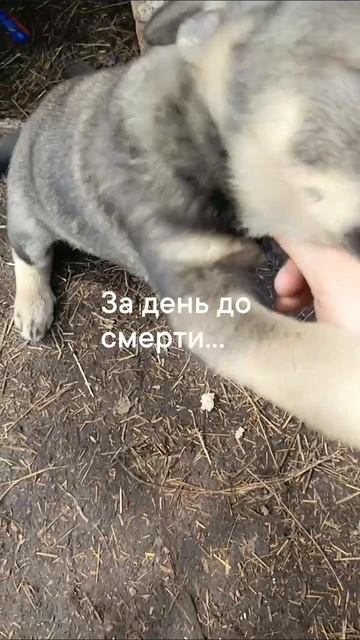последняя встреча...