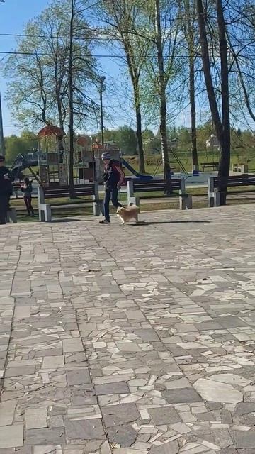 на выставке     #немецкийшпиц #померанскийшпиц #шпицуля #шпицкрем #померанцы #собачка #шпиц #шпиц