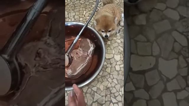 Шпиц зверь смотреть онлайн