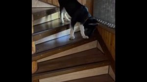 Щенок ВЕО
