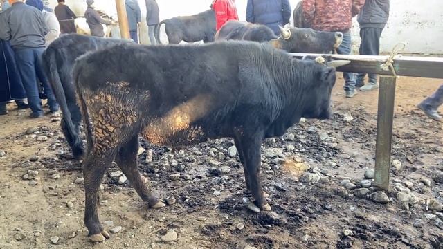 НАРХИ МОЛИ АРЗОН И ВИДЕО БАРОИ ШУМО НЕ ПРОПУСТИТЕ МОЛИ ОРГИНАЛ