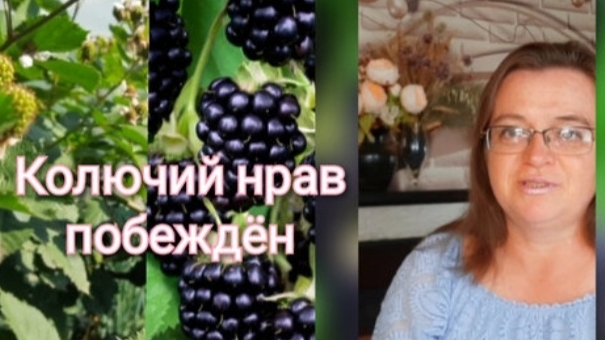 Выращивание и формирование бесшипой земляники