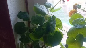 Тихий убийца и тайные желания