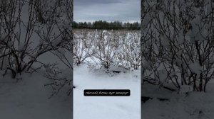 Снежок 2 мая на нашей ферме