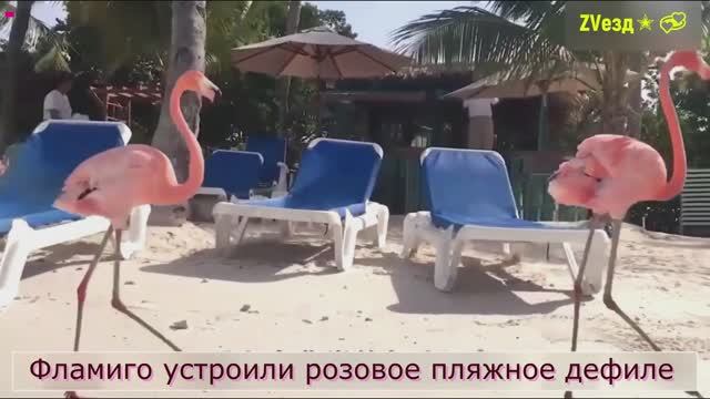 Зверюшки тоже любят понежиться на пляже