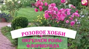 ОБРЕЗКА РОЗЫ ФЛОРИБУНДА