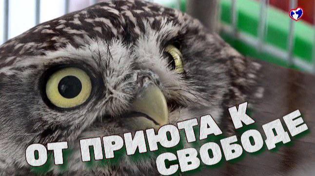 От приюта к свободе конец истории спасение совёнка