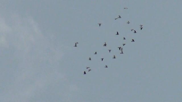 полёт венгров 09 07 2013 г 2 смотреть онлайн