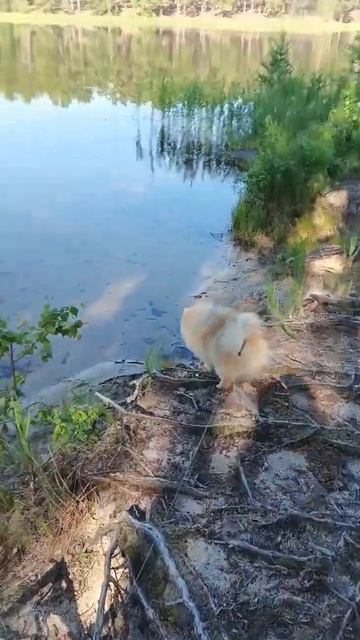 звуки природы и шпица😅🐶🌞 смотреть онлайн