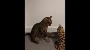 Silly Cats with secret agenda