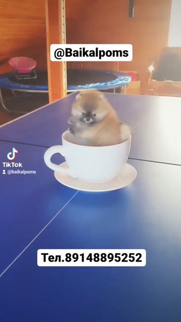 Щенки шпица, в Иркутске. тел.89148895252 смотреть онлайн