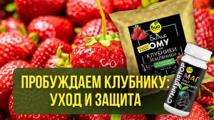 Пробуждаем клубнику: уход и защита