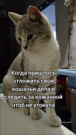 Кошачья доля