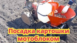 Посадка картошки,мотоблоком.