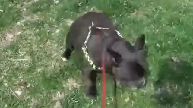 Пукает и Пугается. Смешной пес. Французский бульдог. French bulldogs смотреть онлайн