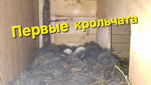 Первые крольчата