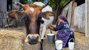 Деревенская жизнь: как приготовить вкусные и полезные блюда из свежего молока