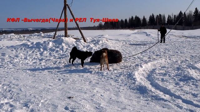 Шила и Чара по Медведю 03 2015 смотреть онлайн