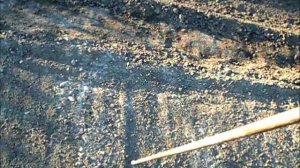 Сажаю лук севок