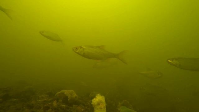ХЛЕБ С ЧЕСНОКОМ ПОД ВОДОДОЙ. Реакции рыбы -- очень много рыбы Подводная съёмка. 🐠🐋🐟
