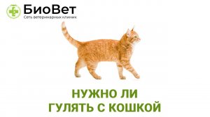 Нужно ли гулять с кошкой
