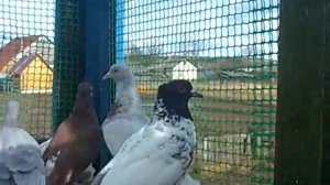 CIMG0001А  Ивановские ходовые.