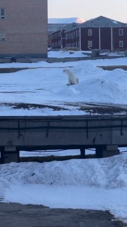 Белый медведь погнался за человеком из поселка на архипелаге Шпицберген