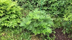 Показываю садовый огород и газон часть  (22)