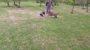 Стаффордширский терьер 7 месяцев и 1,5 года _20250429