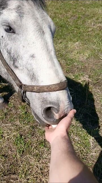 лорочка