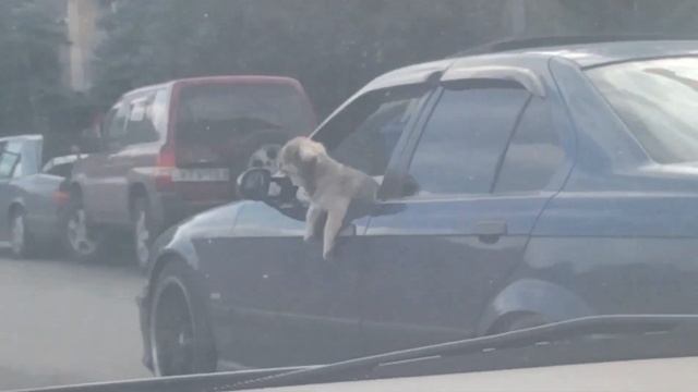 смешная собачка в Тбилиси октябрь 2016 смотреть онлайн