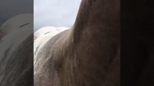 Лошадь породы аппалуза #shortsvideo #حيصان #attitude #лошадь #чернобелая пятнистая #шубару #аппалуз