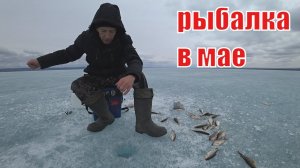 Рыбалка в мае со льда.