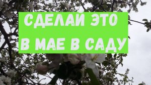 Какие работы в мае в саду