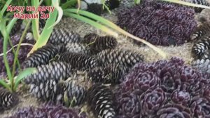 Перевезла рассаду. Навожу прорядок в цветнике 05.24г.