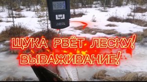 ЩУКА РВЕТ ЛЕСКУ! ВЫВАЖИВАНИЕ.