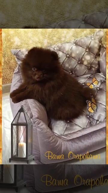 Дети Эстер смотреть онлайн