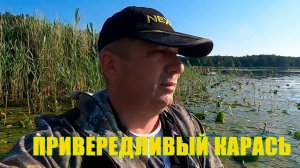 КАРАСЬ И КАК ЕГО ЛОВИТЬ КОГДА ОН ВРЕДНЫЙ