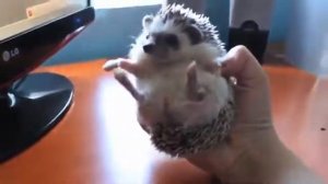Домашний ёжик | A tamed hedgehog