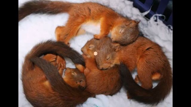 Крутые белки Смешно, до слез! Steep squirrels смотреть онлайн