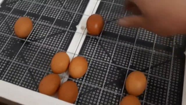 Инкубатор Несушка на 77 яиц: скрытые недостатки, о которых молчат продавцы. смотреть онлайн
