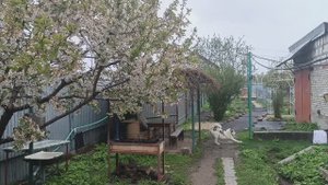 С Первомаем Вас! Обход владений и обрезка карликовой Розы