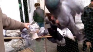 Ярмарка голубей!      Красный Луч - удивил!!!