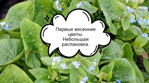 Первые весенние цветы.Небольшая распаковка.