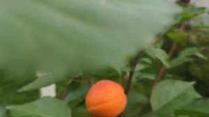 Абрикос Альбинова