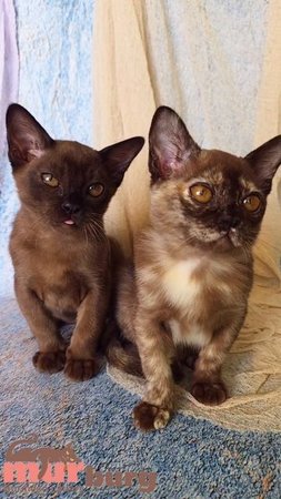 "MURBURG" Бурманские котята