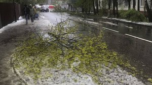 Снежная буря ломала деревья и валила их на машины. Москва переживает жесткий циклон