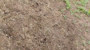 самое лучшее удобрение для чиснока