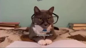 Если бы котики ходили в школу Урок Бябялогии